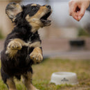 Nutriss Cachorros sabor a Leche