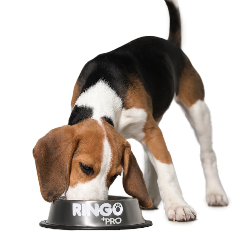 Ringo +PRO Cachorros